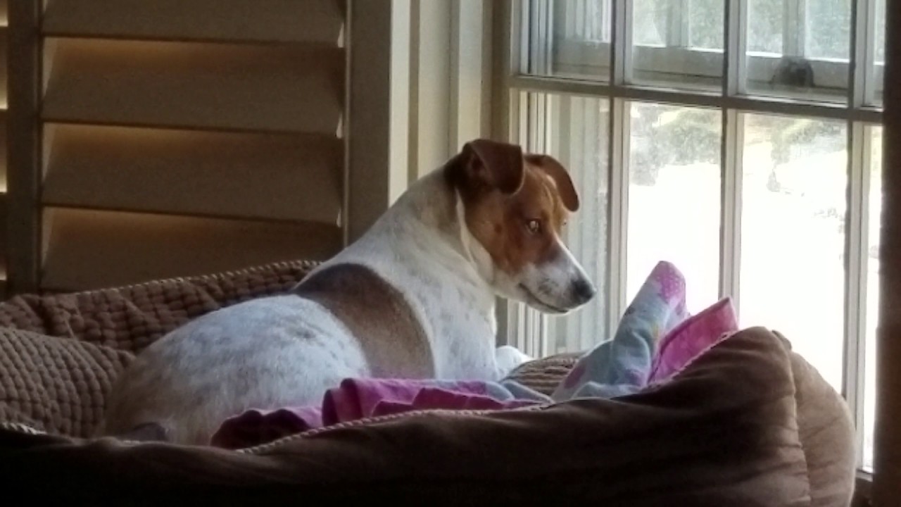 Happy puppy day