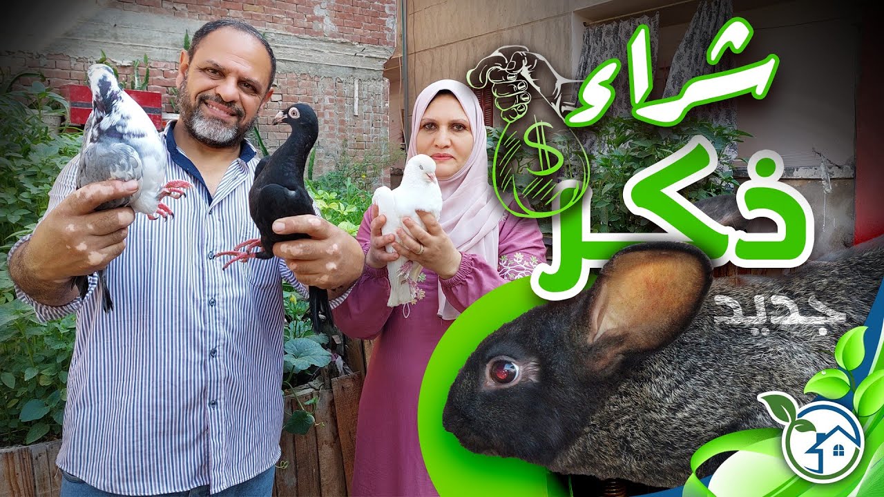 شراء ذكر أرنب جديد لتجديد القطيع وإنتاج الفاصوليا الحمراء وإطلاق الحمام