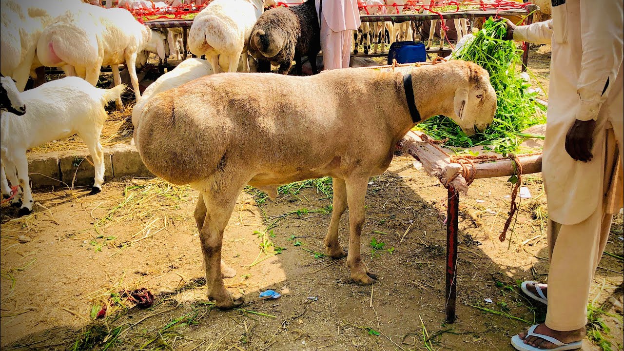 Lahore Shahpur Kanjra Mandi Latest Update Qurbani 2026 Bakre|Dunbe|Chatre |Awami Shoq Official 