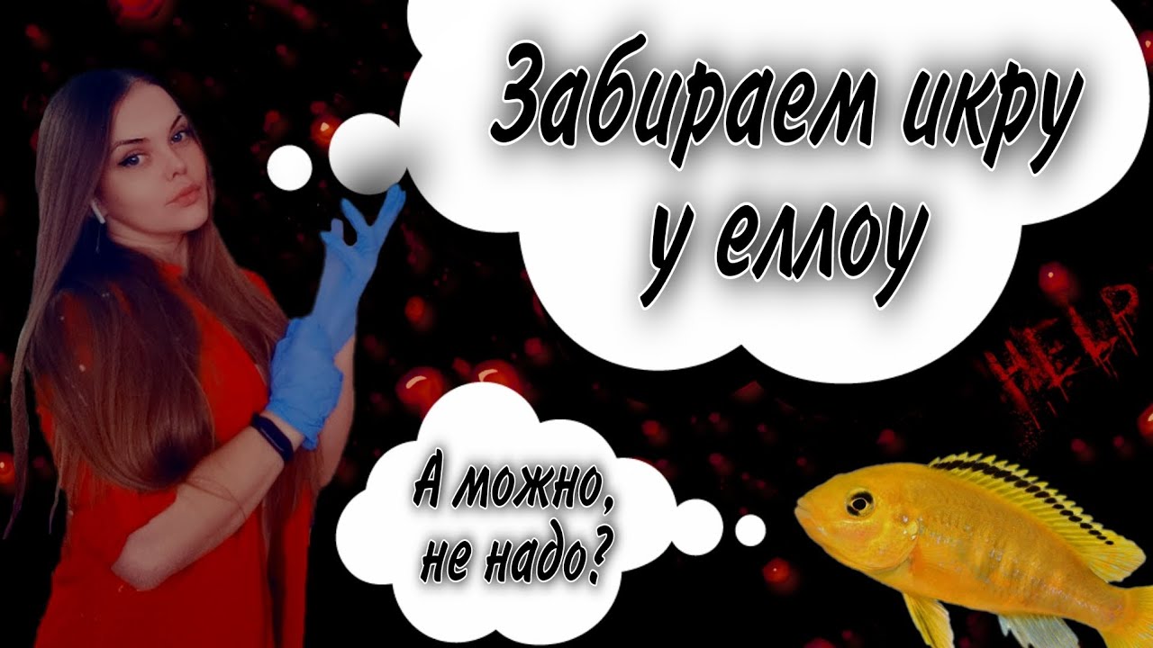 Лабидохромис Еллоу с полным ртом икры в общем аквариуме или как забрать икру у цихлиды.