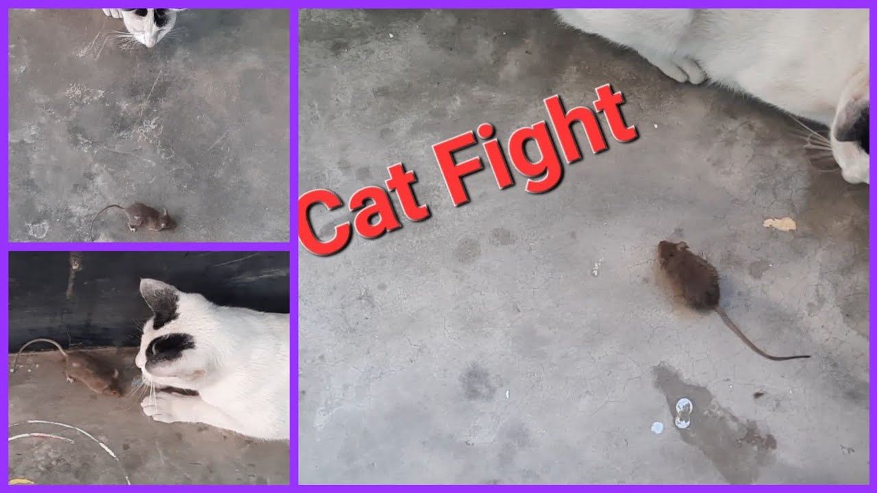 ইঁদুর বিড়ালের লড়াই || Cat Fight #catfight #tomandjerry #tom #fighting #ইঁদুর #বিড়াল @bdblogerzakia 