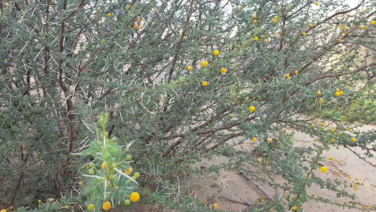 سلسلة أشجار يرعاها النحل : شجرة السلم