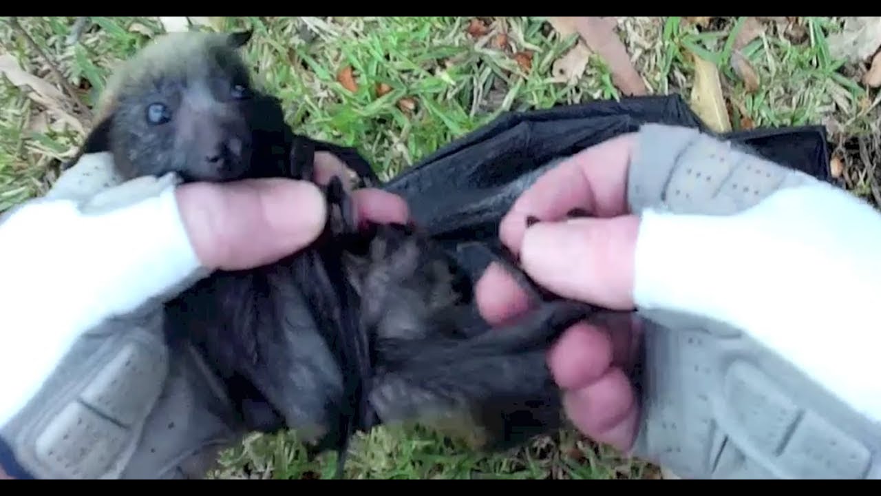 Rescuing baby flying-foxes;  Waratah Spritzer and Sangria