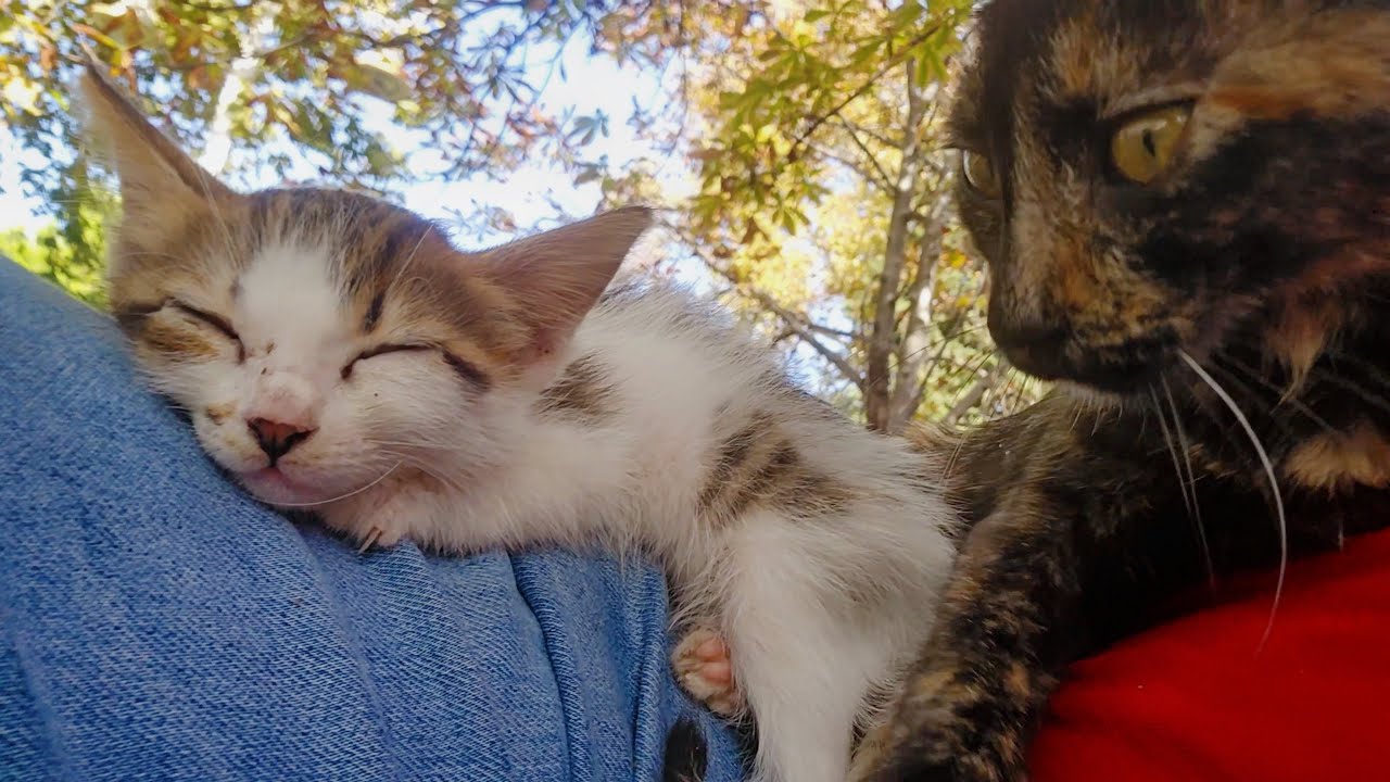 A tiny kitten peacefully falling asleep between my legs.