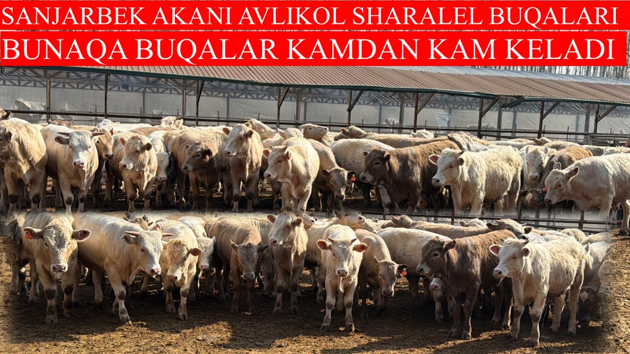 SANJARBEK AKANI LUMUZEN SHARALEL AVLIKOL BUQALARI KELDI