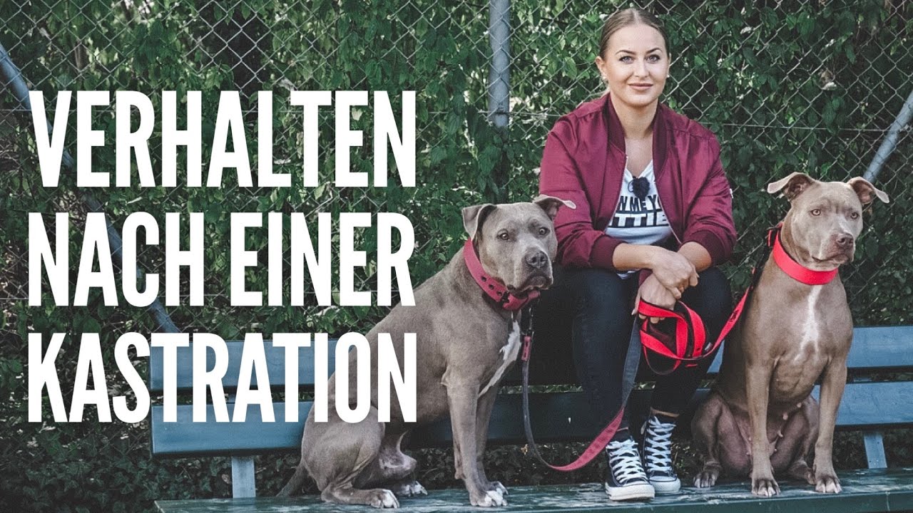 Verhalten nach Kastration bei Vito | Hundeerziehung by Vitomalia