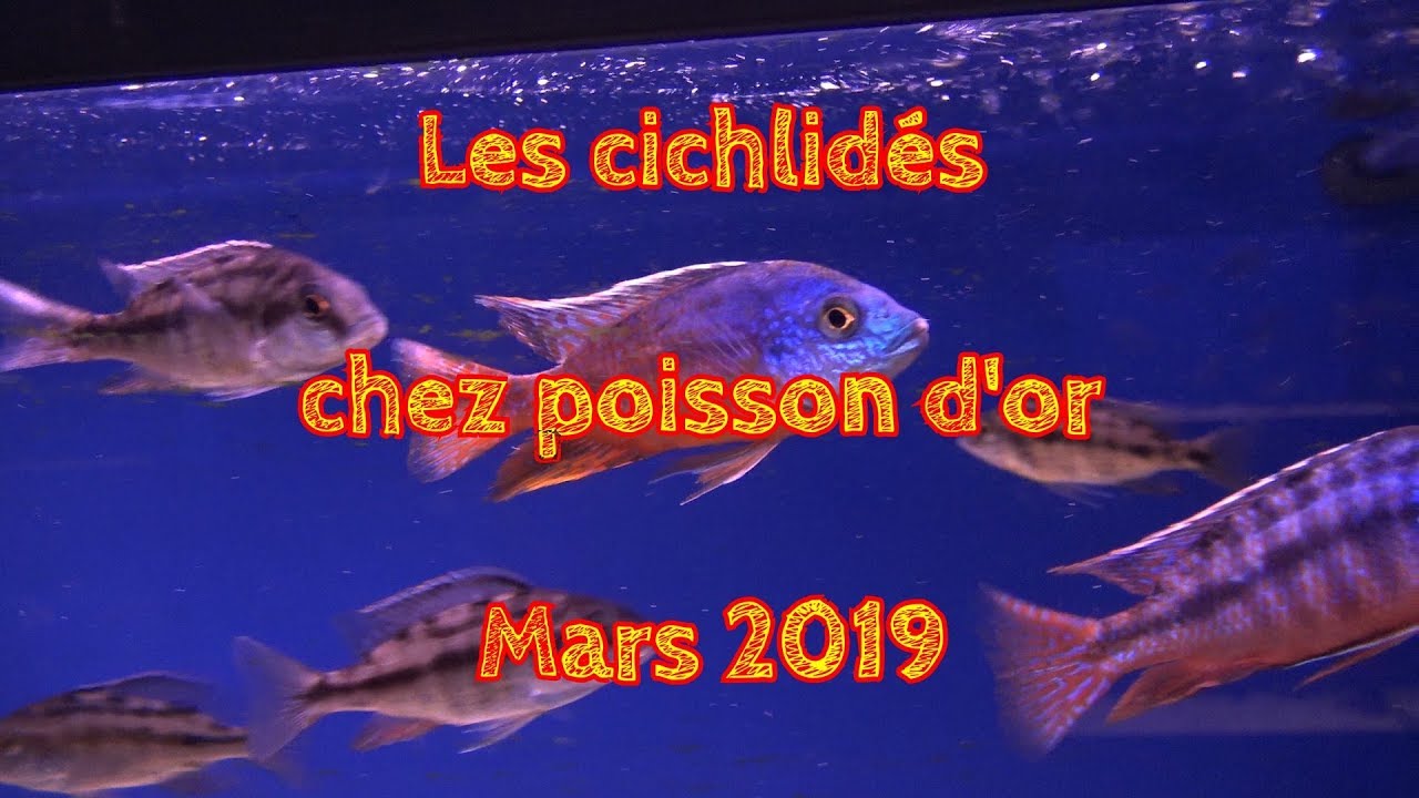 Les cichlidés chez poisson d'or Mars 2019