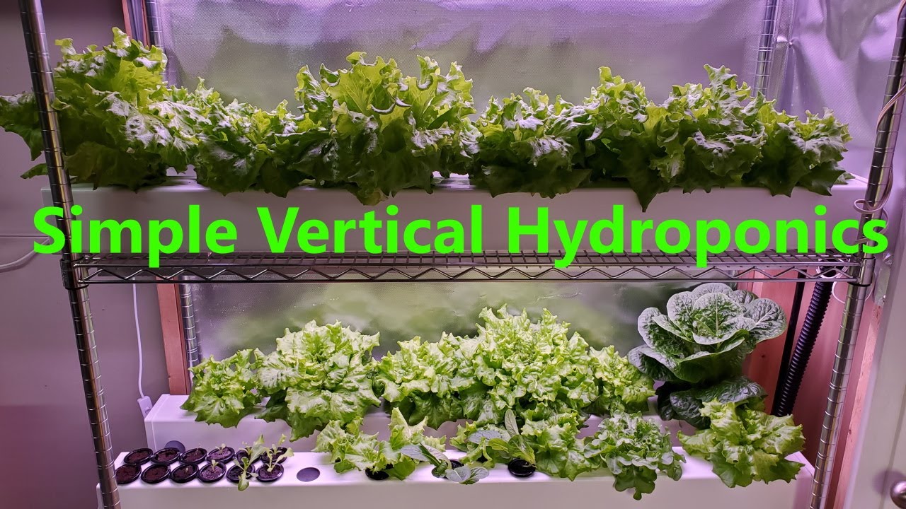 Vertical Hydroponics Indoors: A Simple Setup