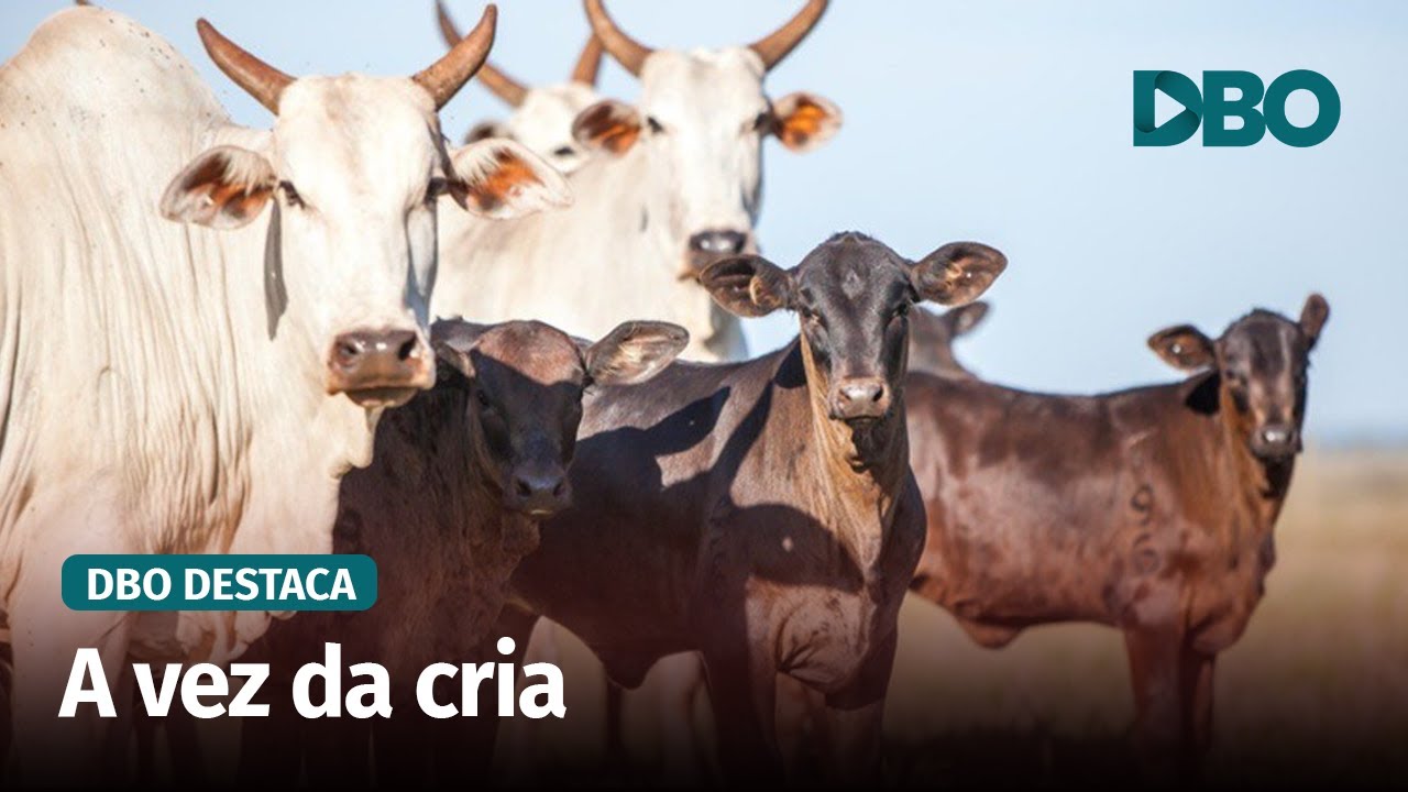Cria deve ser a atividade mais rentável da pecuária em 2026