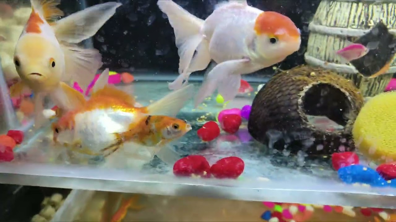 Big gold fish 🐠🐠🐠🐟