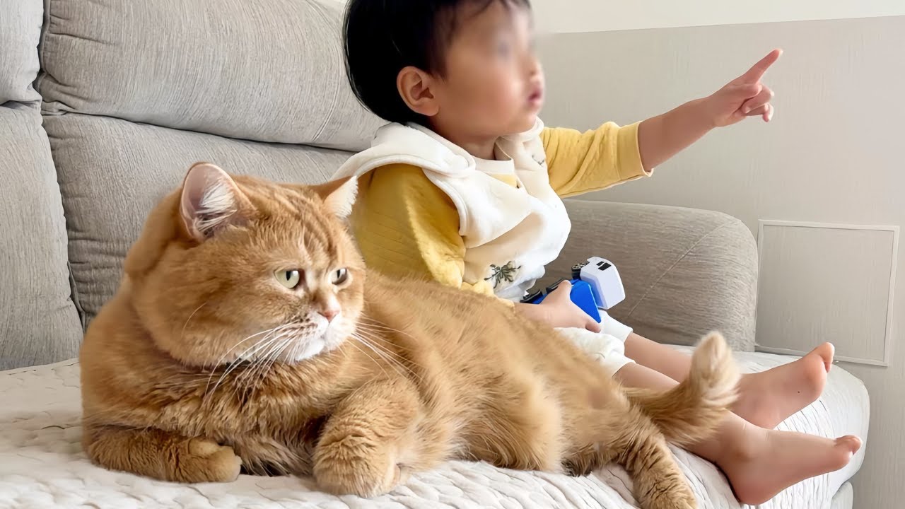 2歳の弟とテレビ鑑賞しながら尻尾でトントンあやす猫がお兄ちゃんすぎましたｗ