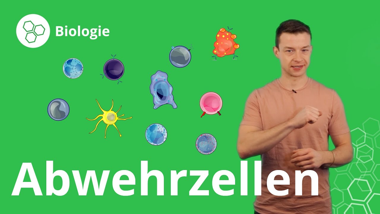 Abwehrzellen: so wehrt sich dein K&ouml;rper &ndash; Biologie | Duden Learnattack