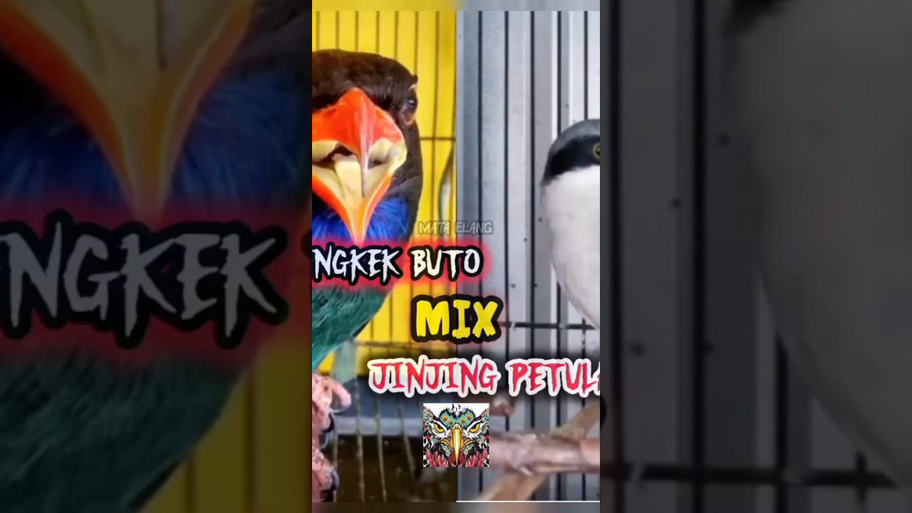Masteran ajib jinjing petulak sambung Tengkek Buto..