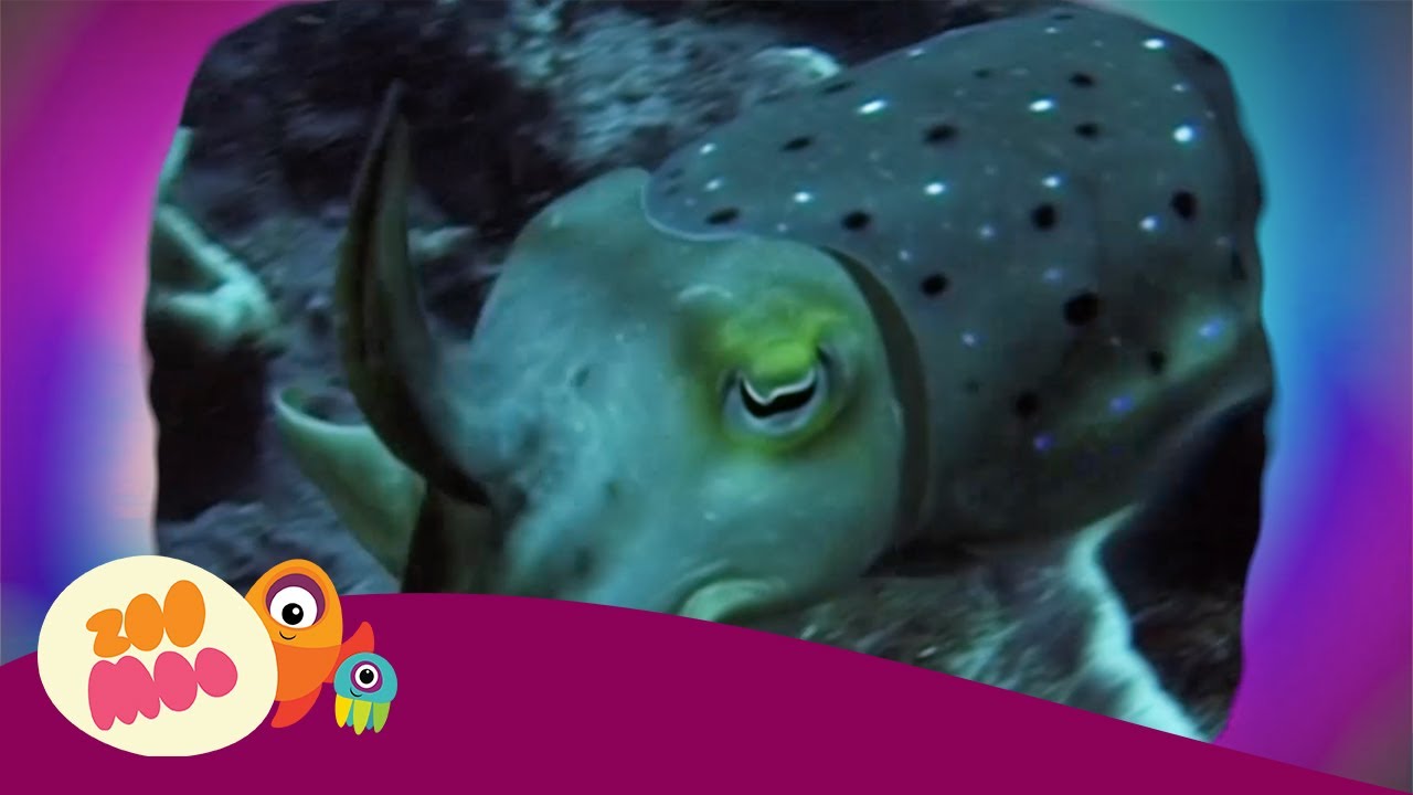 Cuttlefish | Bath Time | Animal Fun Facts for Kids