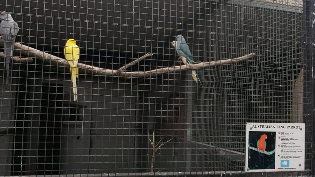 Caroline Bay Aviary Birds, Timaru NZ (1)