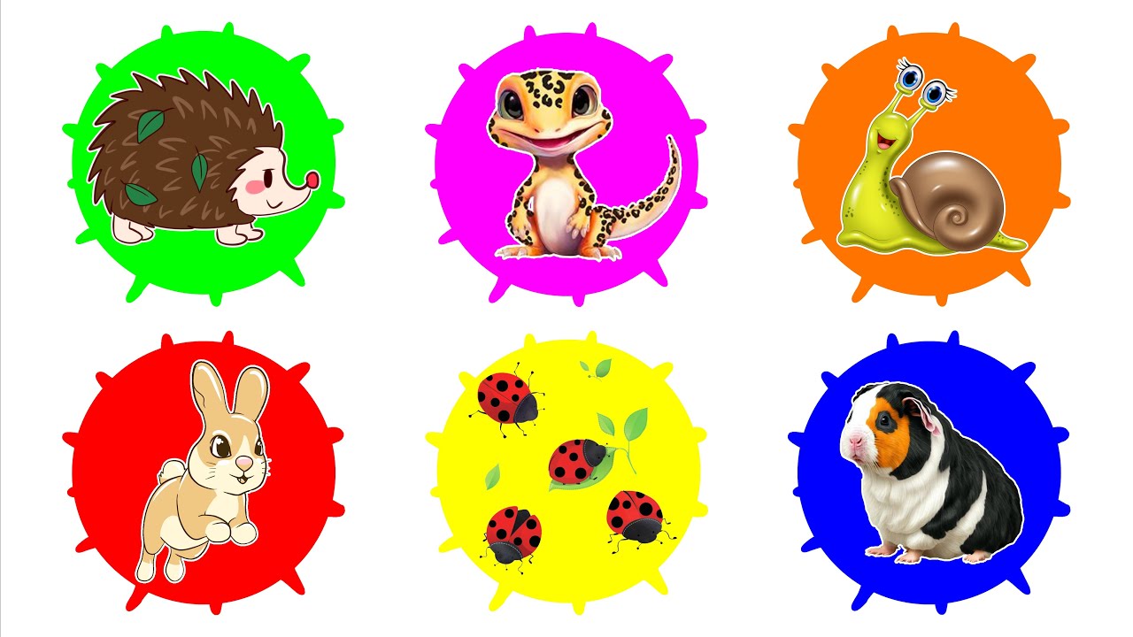 Pets : Rabbit, Hedgehog, Gecko, Snail, Ladybug, Guineapig
