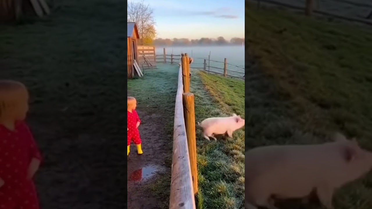 Prosiak - bierz GO 🐷🐓 #swinka #prosiak #pig #kogut