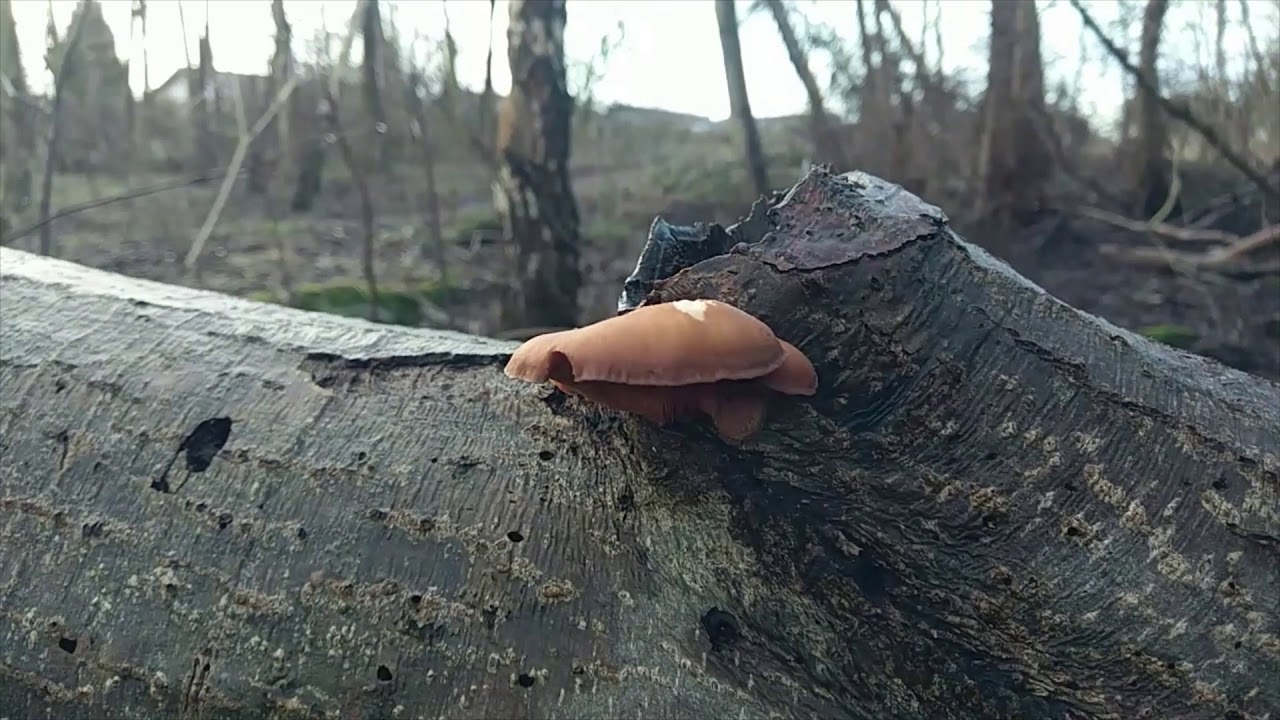 Liv ved Lindved &aring;