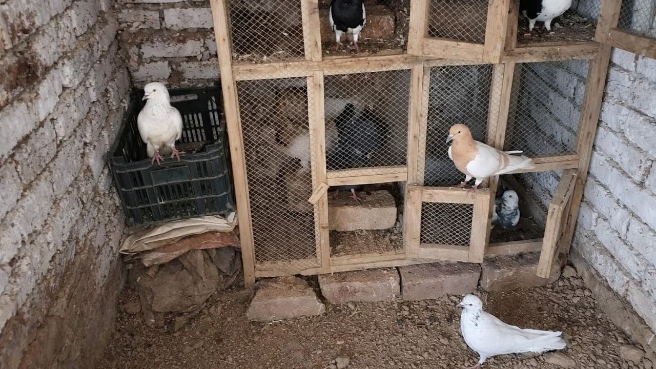 Kabutar ka Naya Ghar | New pigeon Home | fancy Kabutar | Shehzad Rasool | New Home | Mini zoo |