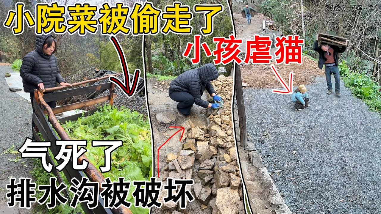 离家一天，菜园的菜被偷了  刚挖好的排水沟被破坏了，猫也被无知小孩欺负了，叉叉直接气哭了