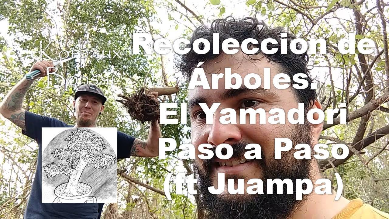 Recoleccion de Arboles. El Yamadori Paso a Paso