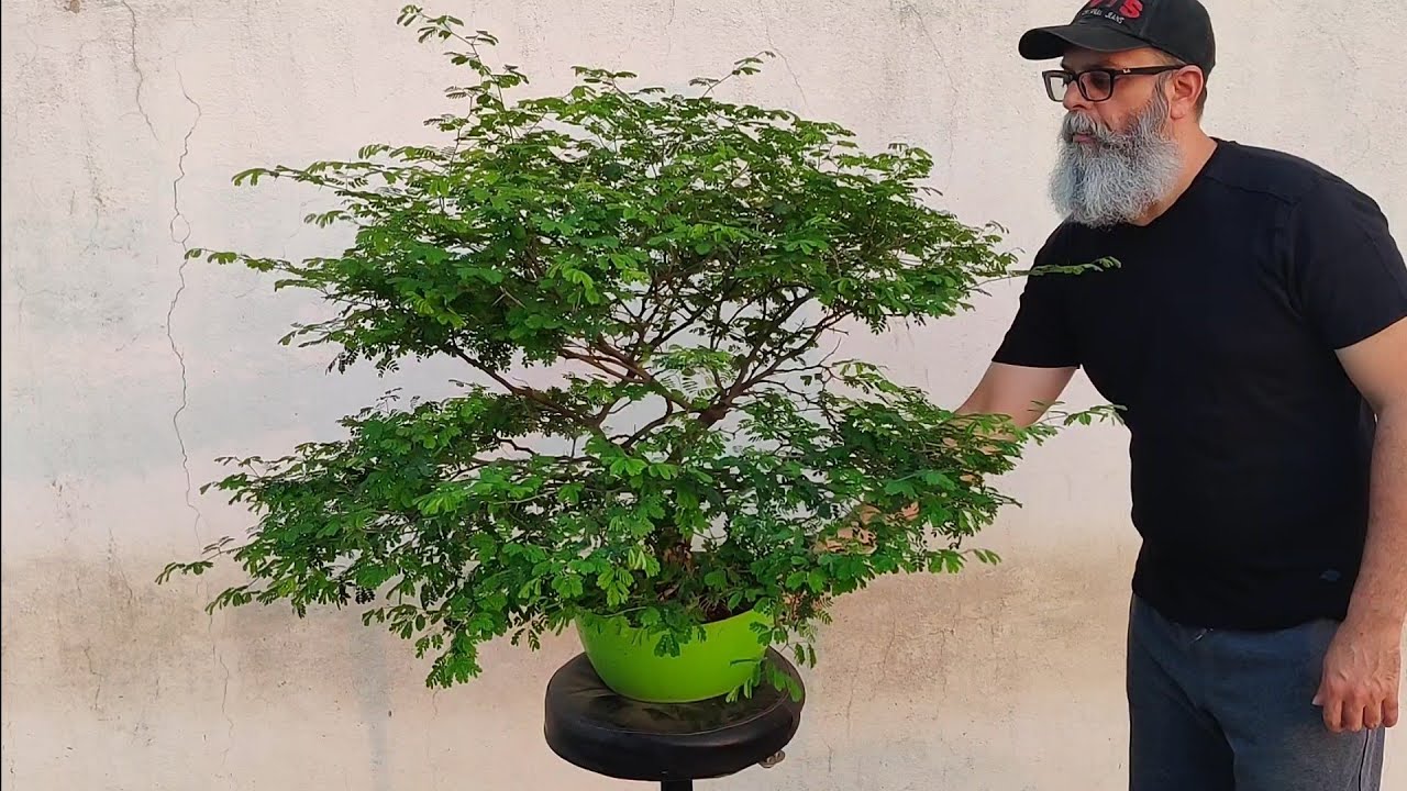 Brazilian raintree bonsai : Basic pruning