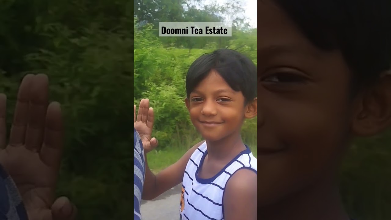 Doomni Tea Estate #reels #tranding #shorts #viralvideo