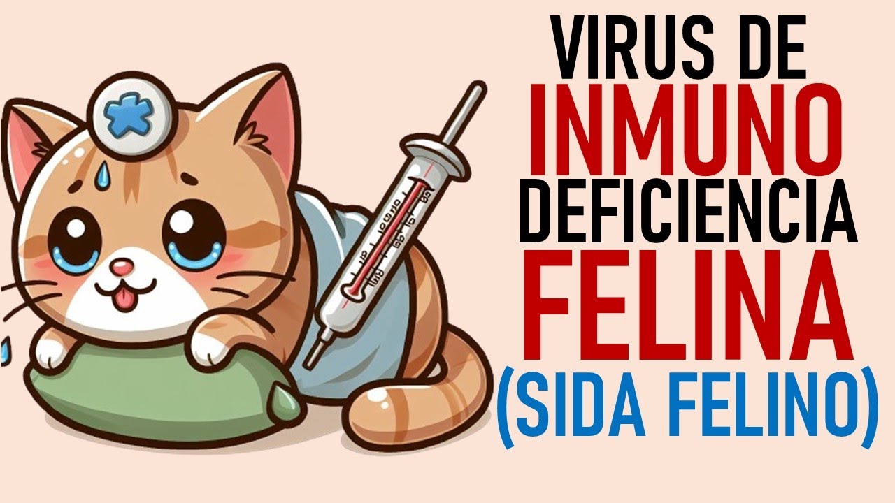 VIRUS de INMUNODEFICIENCIA FELINA (llamado SIDA FELINA) | La Vida con Gatos 37 #lavidacongatos