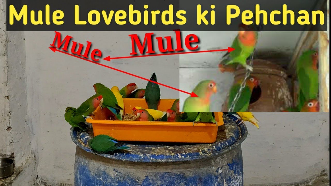 Mule Lovebirds ki kya pehchan hoti hai