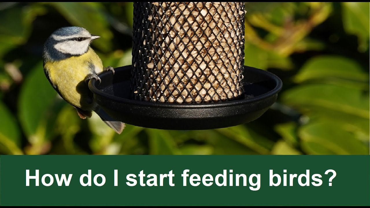 Bird Bites - How to start feeding the wild birds in your garden