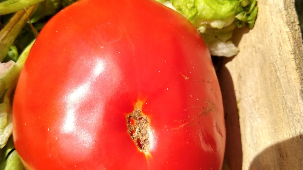 El TOMATE #1 más sabroso del mundo según el ranking de heirloom tomates BRANDY WINE PINK.