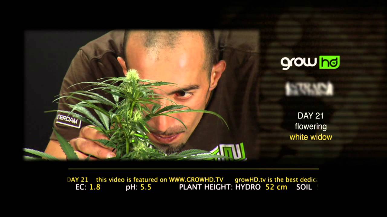 White Widow - Green House Grow Sessions
