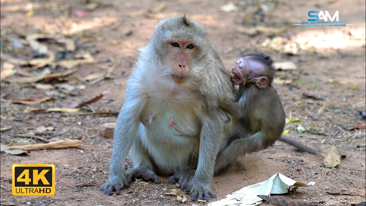 A Mother's Guidance: ELSA Shows Her Baby When to Nurse