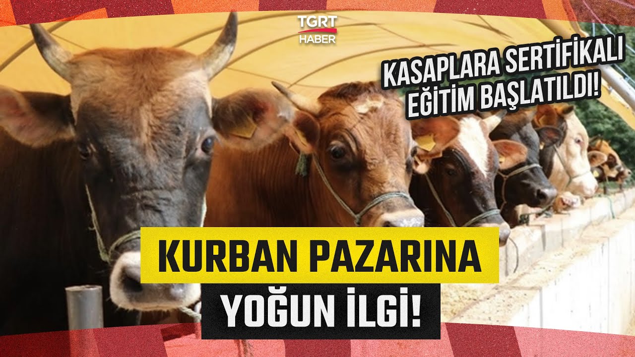 İstanbul’da Kurban Pazarı Hareketlendi: İlk Kurbanlıklar İstanbul’a Ulaştı! - TGRT Haber