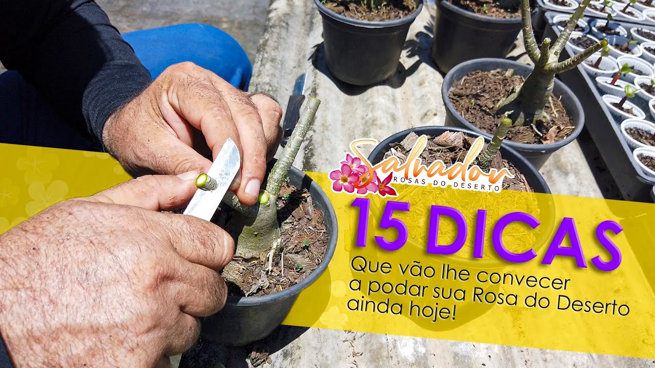 PODA EM ROSA DO DESERTO 15 SUPER DICAS PARA VOCÊ PODAR SUAS ROSAS DE FORMA PROFISSIONAL E SEM MEDO