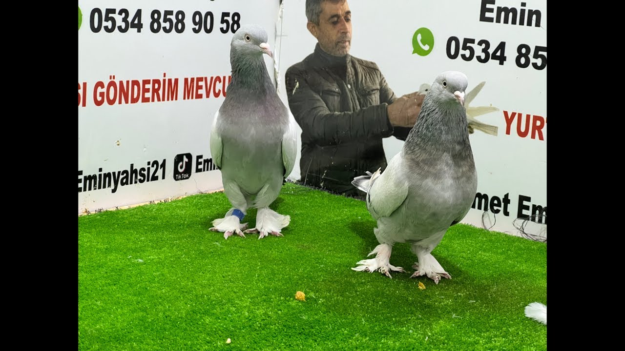 Bu akşama özel bomba kuşlarla mezattayız🕊️🏆✅