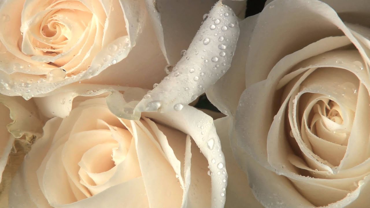 Footage Background 'White Roses'