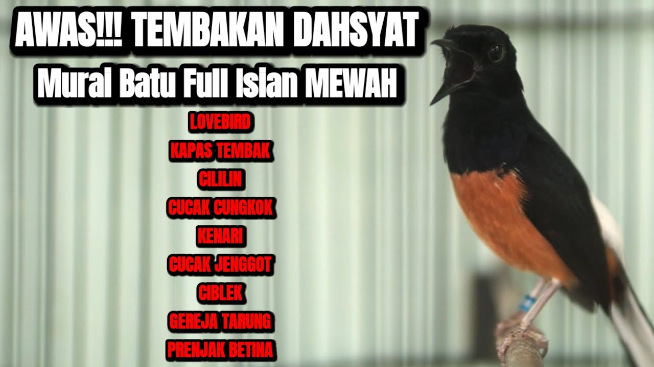 TEMBAKAN MURAI BATU DAHSYAT FULL ISIAN AMPUH BUAT MASTERAN DI PAGI HARI