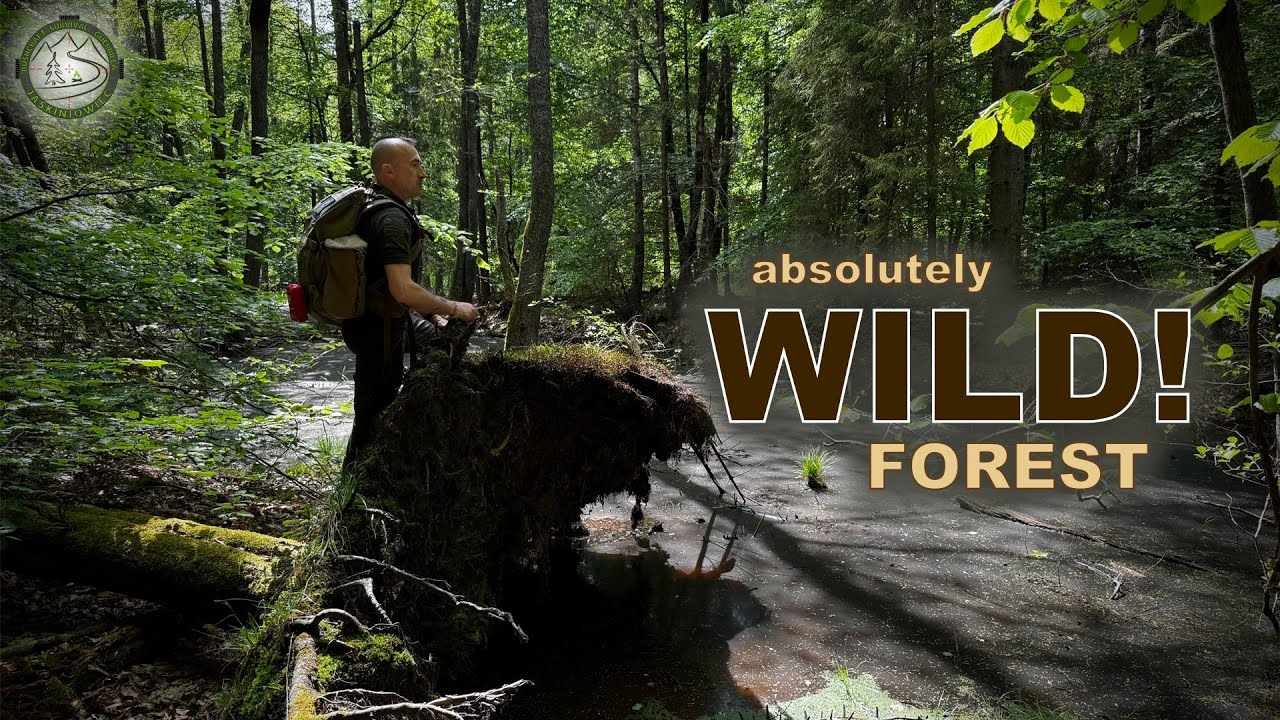 Absolutely wild forest. #bushcraft