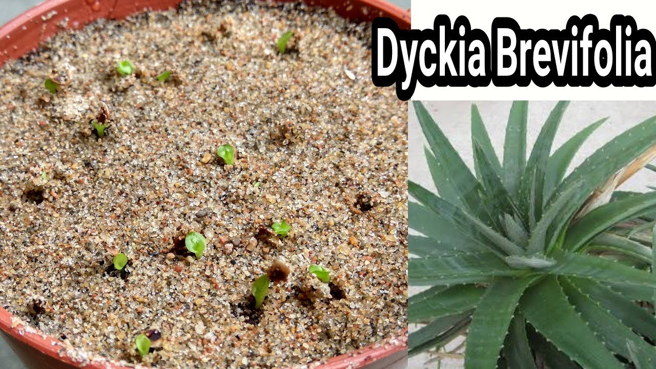 Easiest way to grow Dyckias from seed with update video,