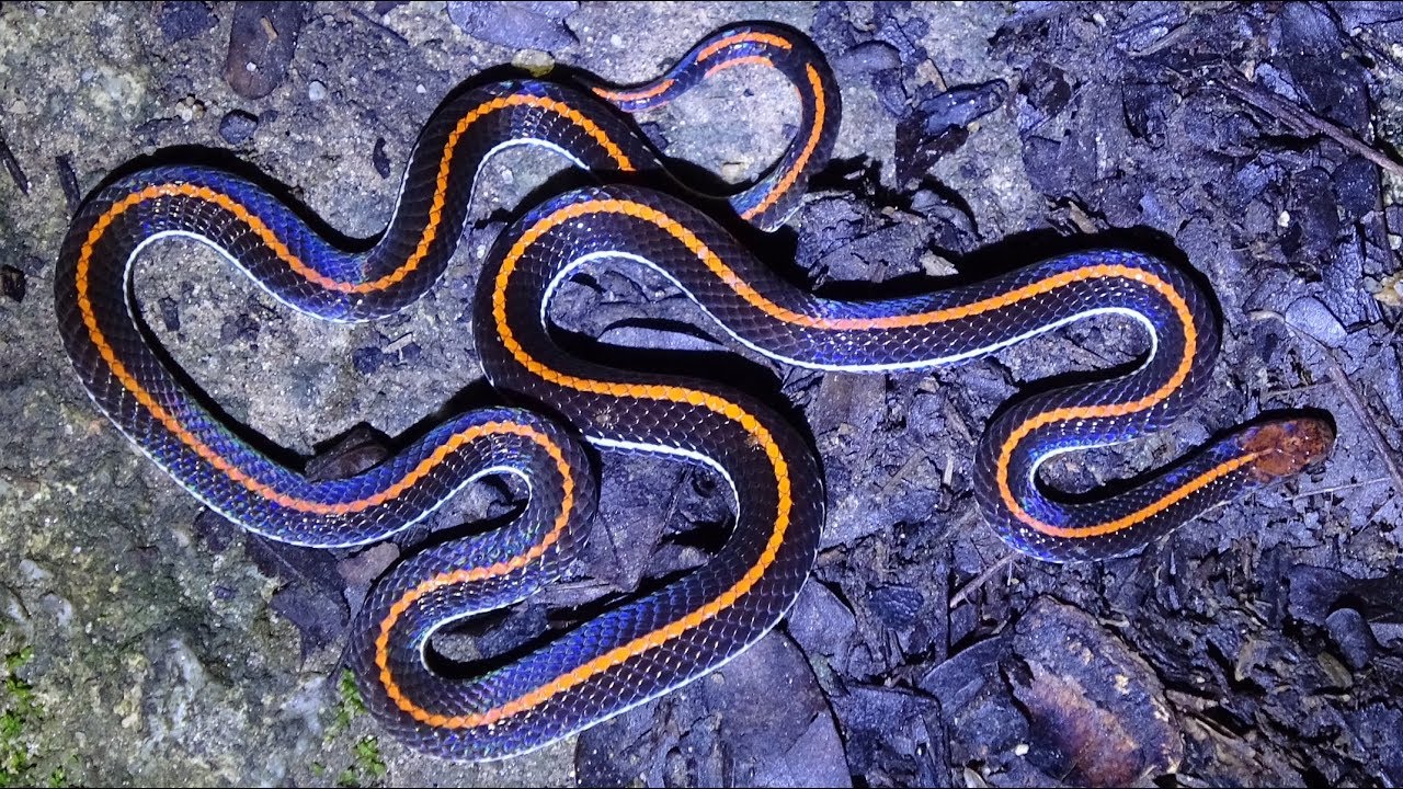 I Found a Banded Coral Snake !!