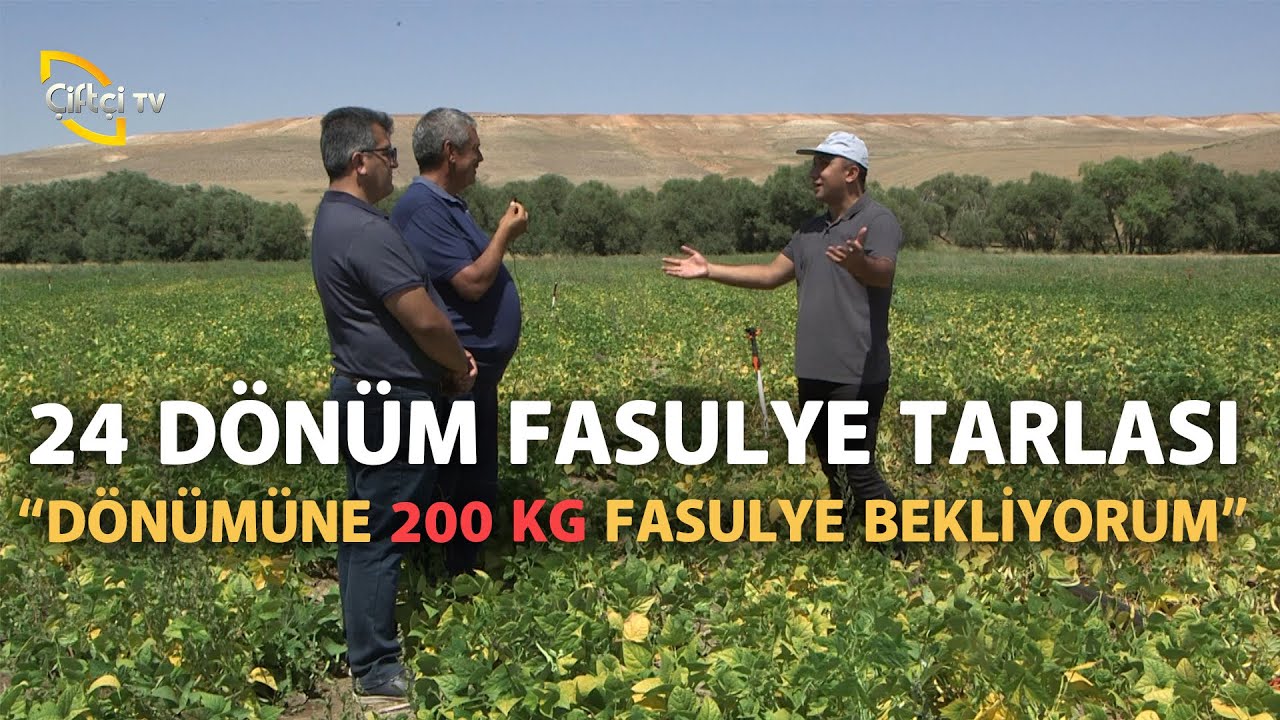 Fasulye Yetiştiriciliği (Toprak hazırlığı-Sulaması-Hastalıkları ve Zararlıları) - Tarla Bitkileri