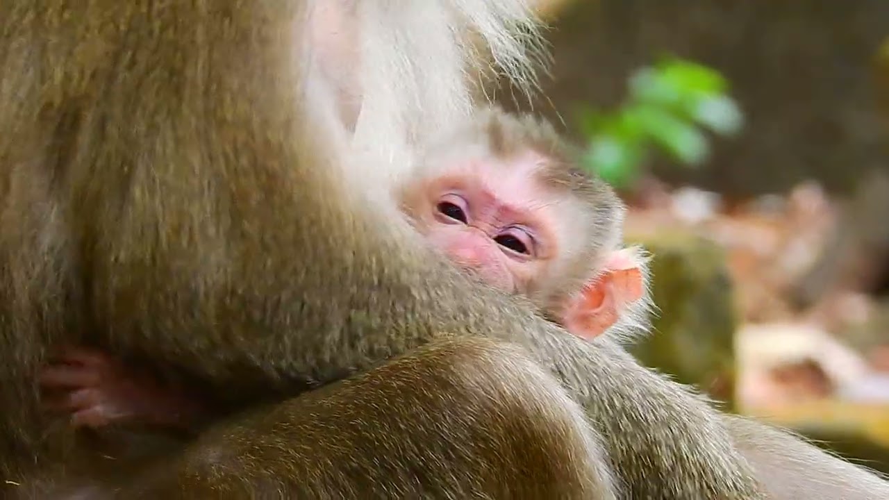 New baby monkey Levy hopes to full milk
