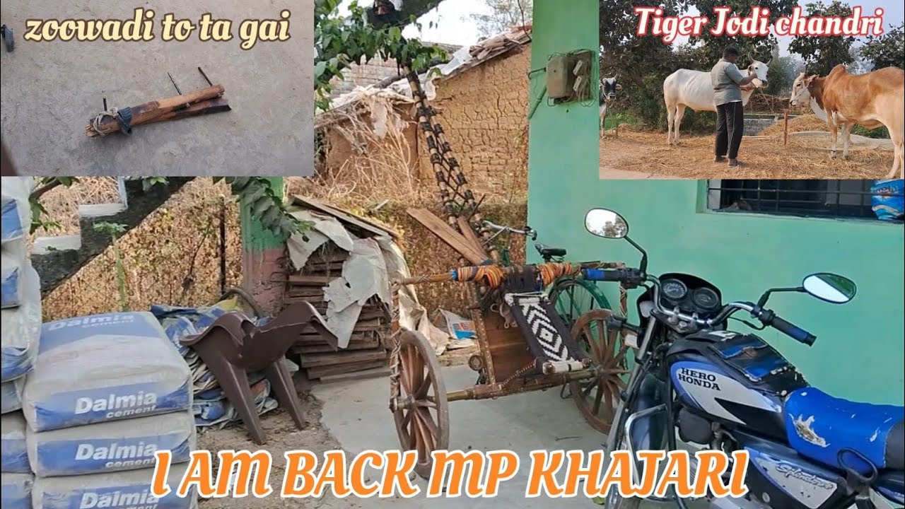 I AM BACK IN MP KHAJARI | Aapka Chahita Tiger Don | आपका चाहता टायगर डॉन MP King