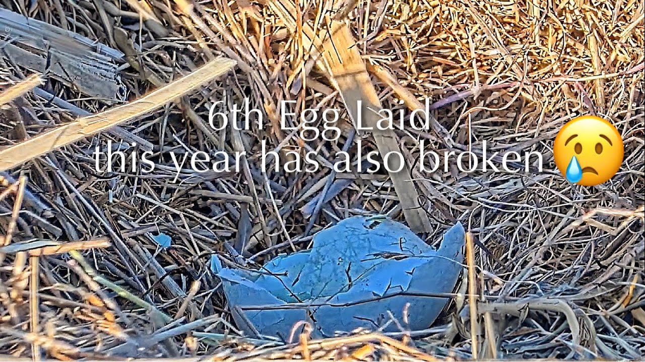 #12🦅(💔🥚🥚🥚🥚🥚🥚)／Sauces Bald Eagle Nest 2026／Audacity💗Jak／powered by EXPLORE.org