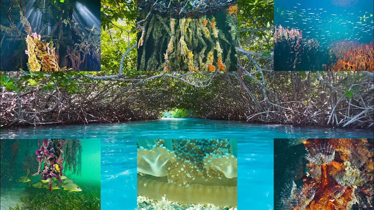 What Lies Beneath The Mangroves ep. 45
