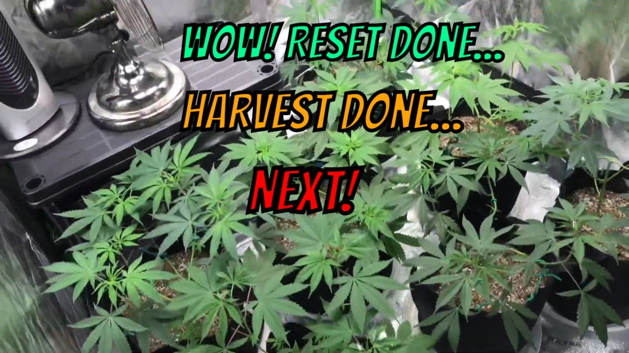 Organic Cannabis - Harvest & Reset Done... NEXT!