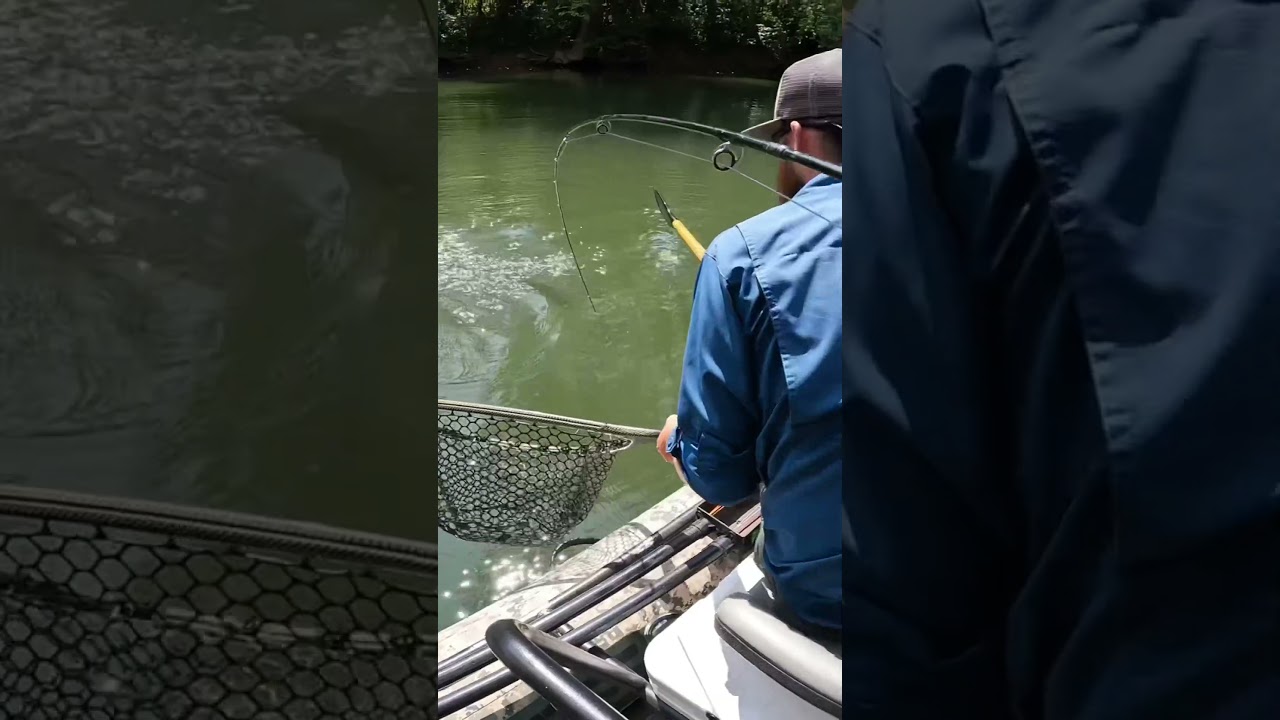Almost broke my Sage X 7wt! #freethefighter #flyfishing #fishing #oldgrowth #sagex