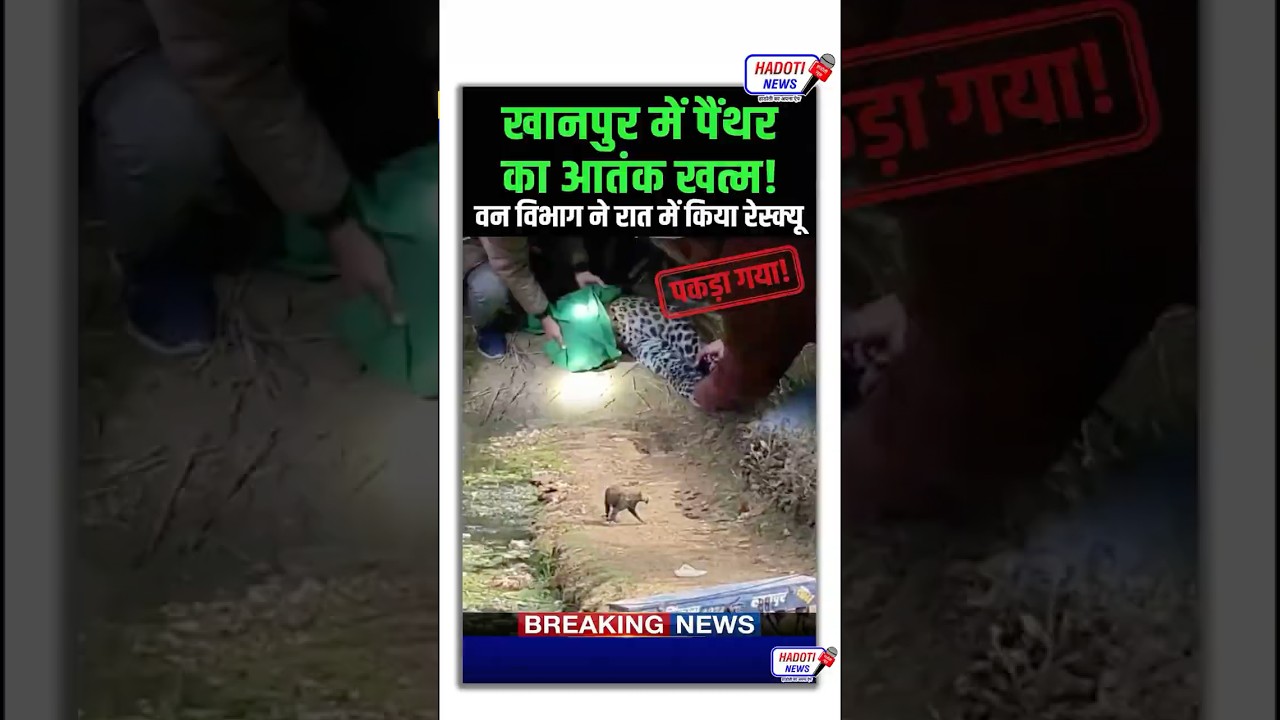 The panther's terror in Khanpur has ended, with the female panther captured and caged after 12 hours. #ViralNews
