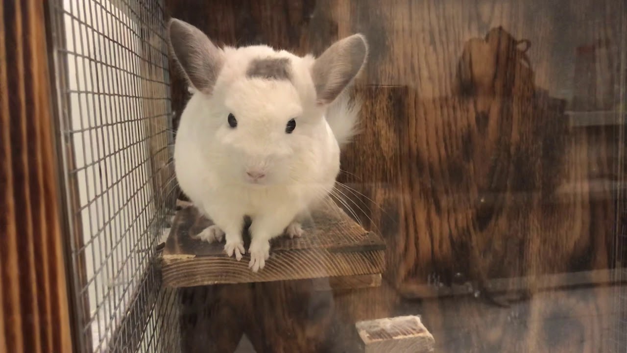 Chinchilla Việt Nam - Ring Vlog
